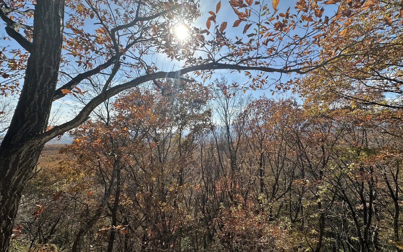 Autumn light through the trees