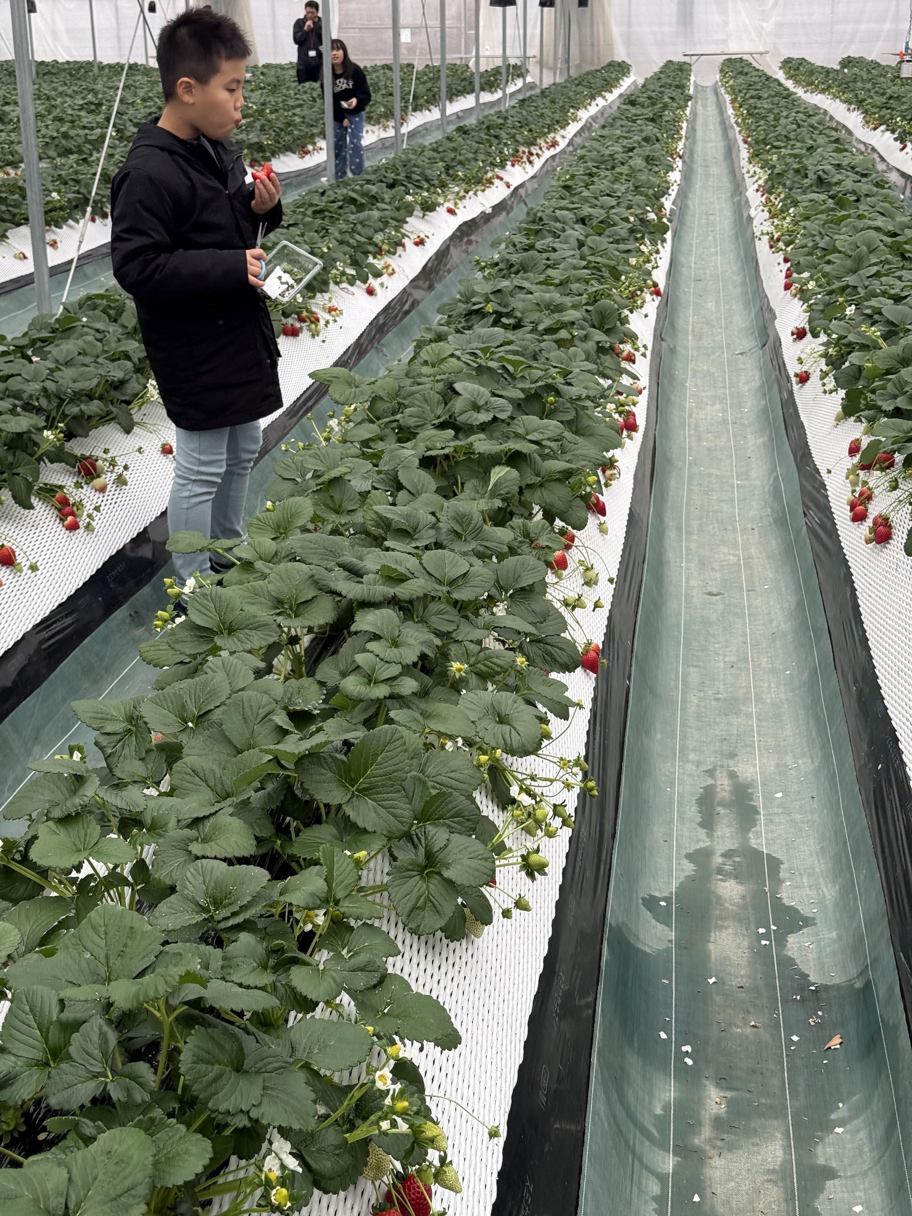 チーズガーデン 那須本店 12