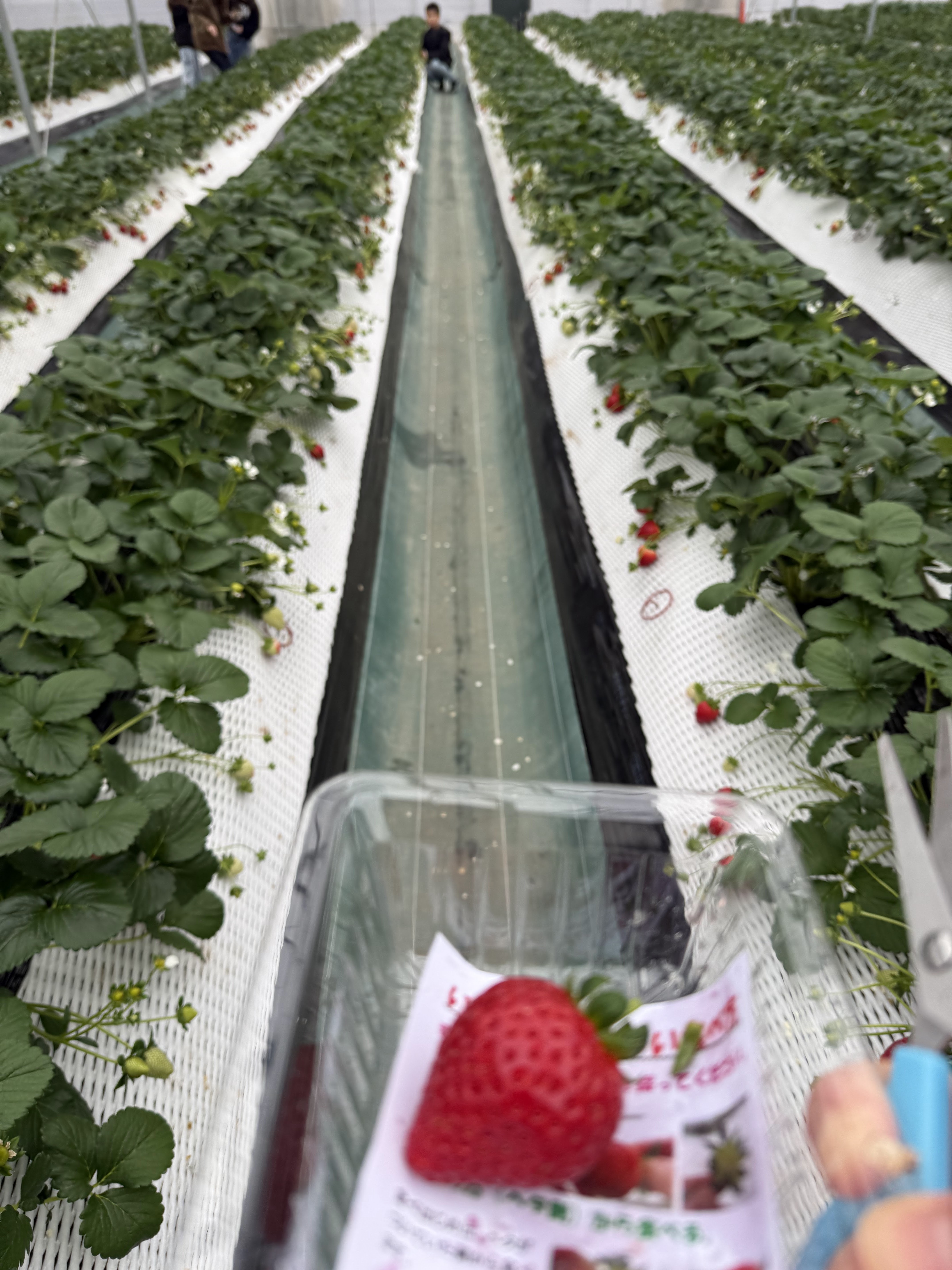 チーズガーデン 那須本店 14