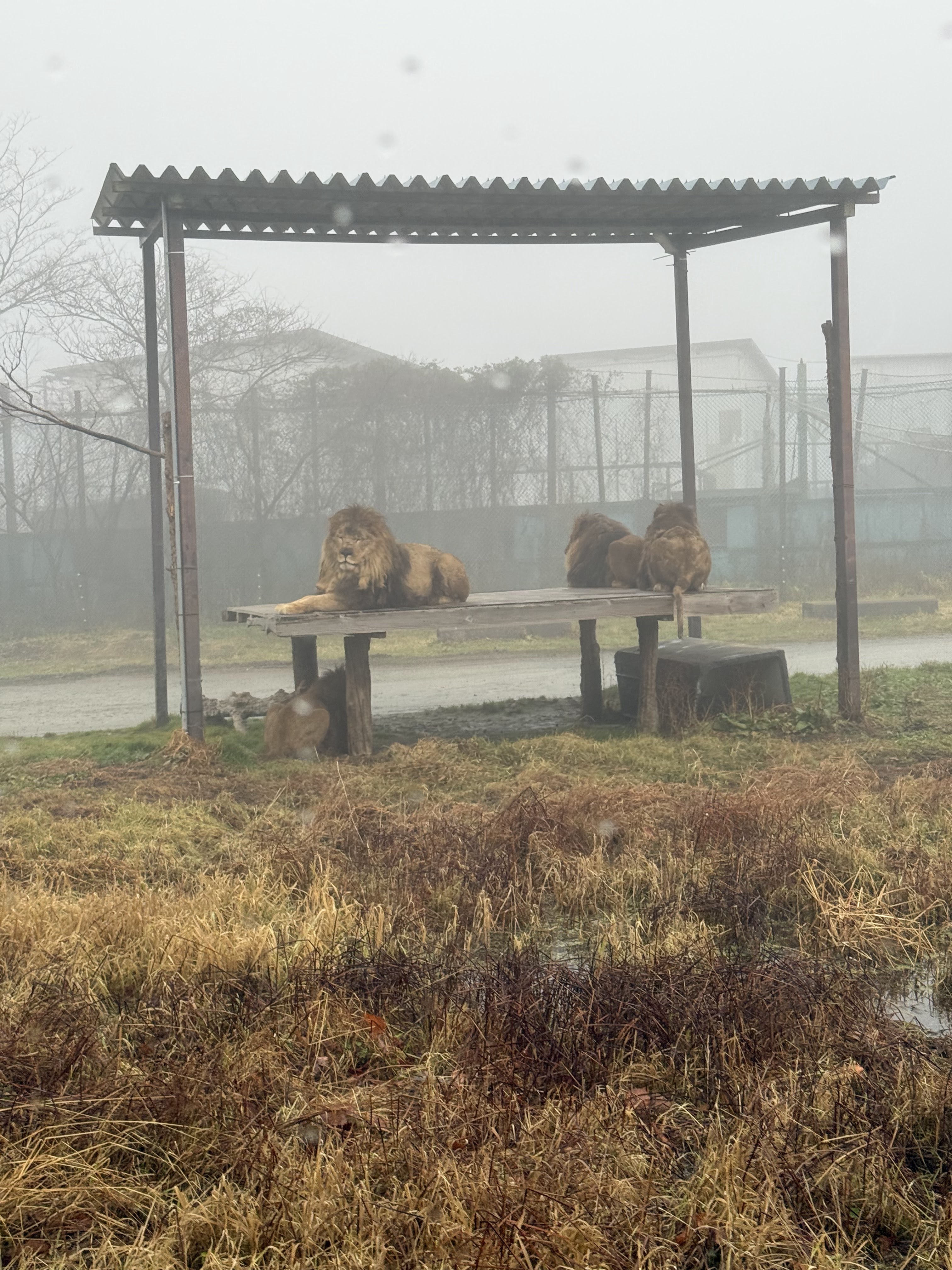 那須サファリパーク 7