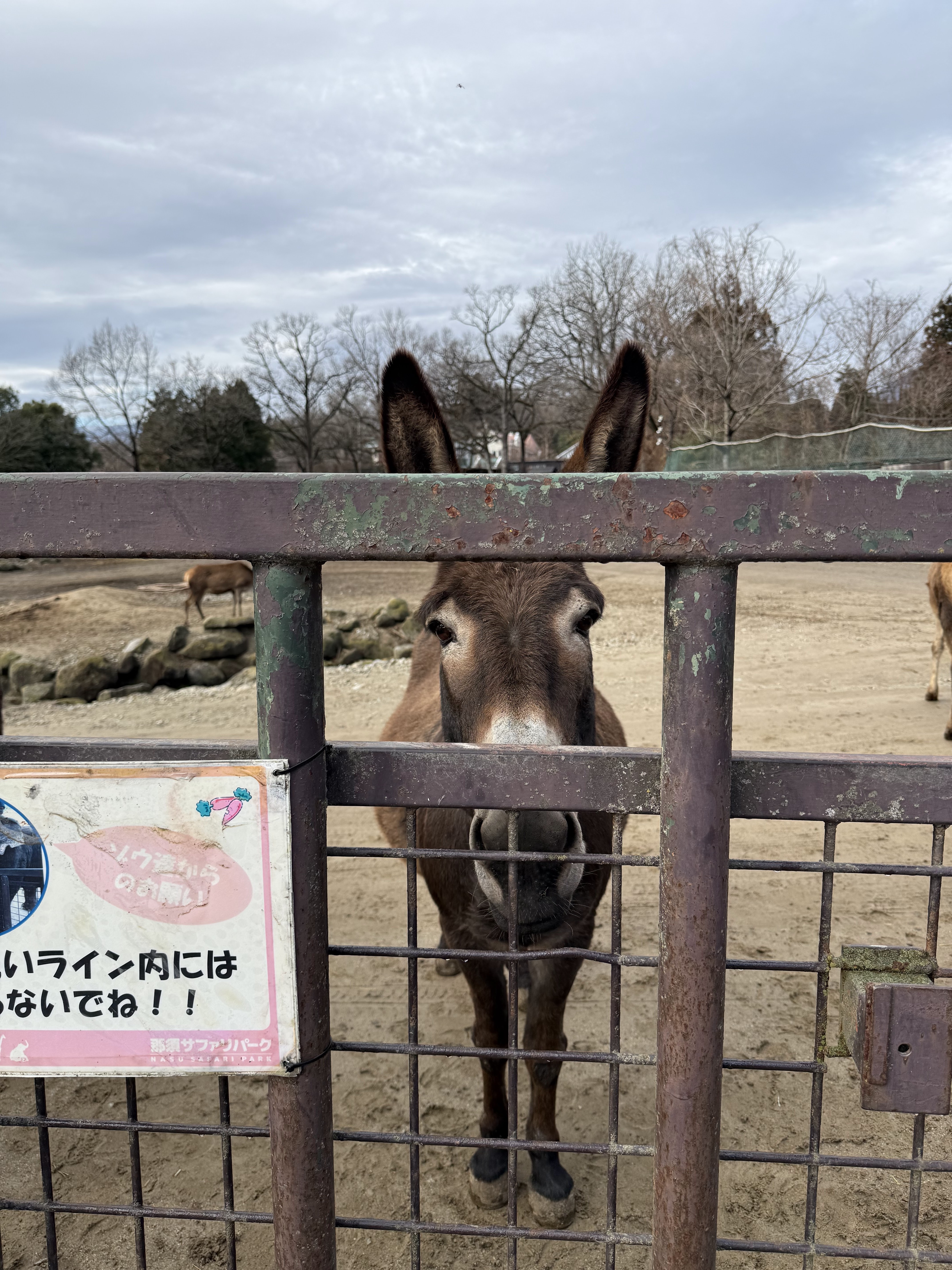 那須サファリパーク 5