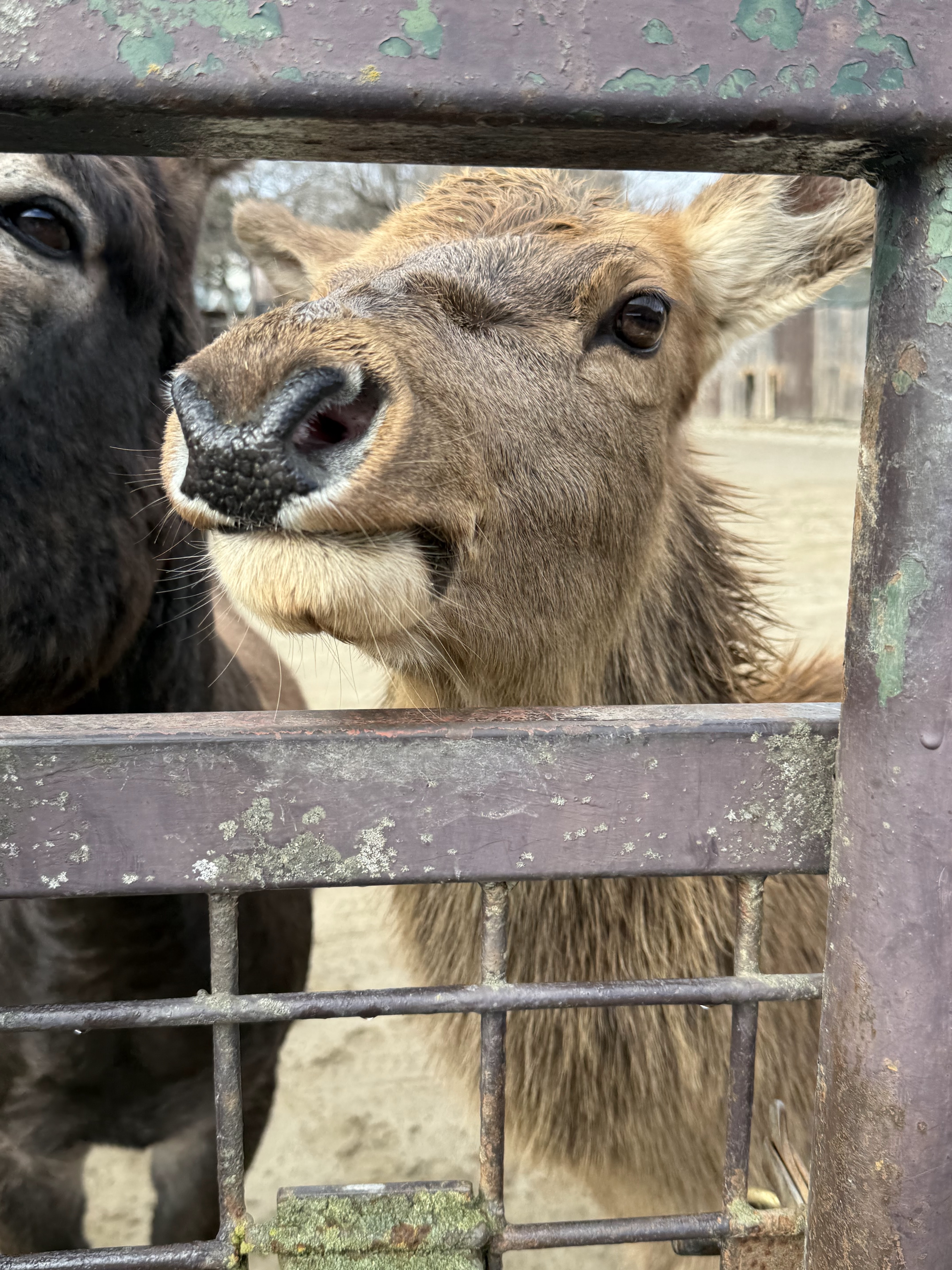 那須サファリパーク 3