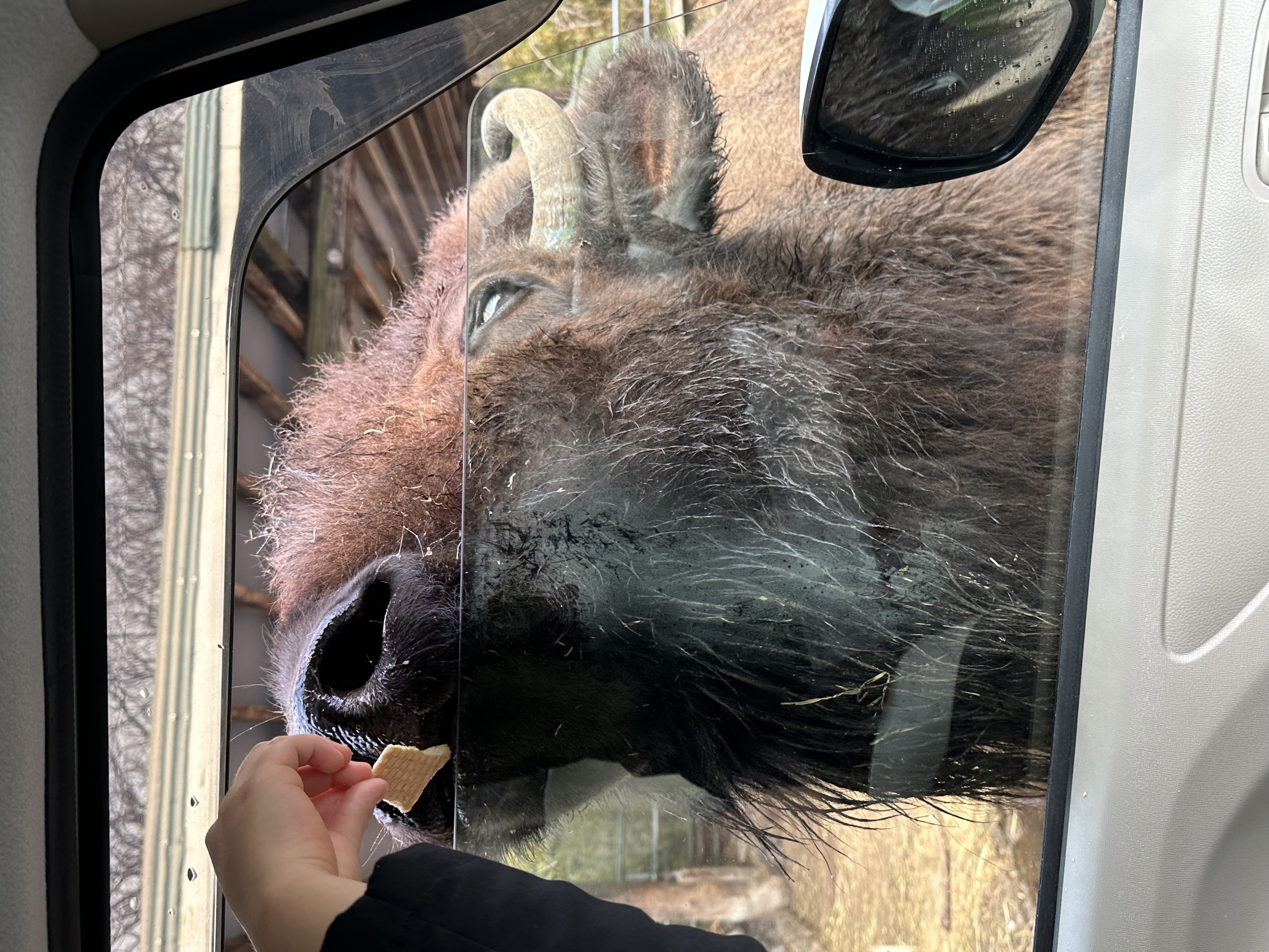 那須サファリパーク 8