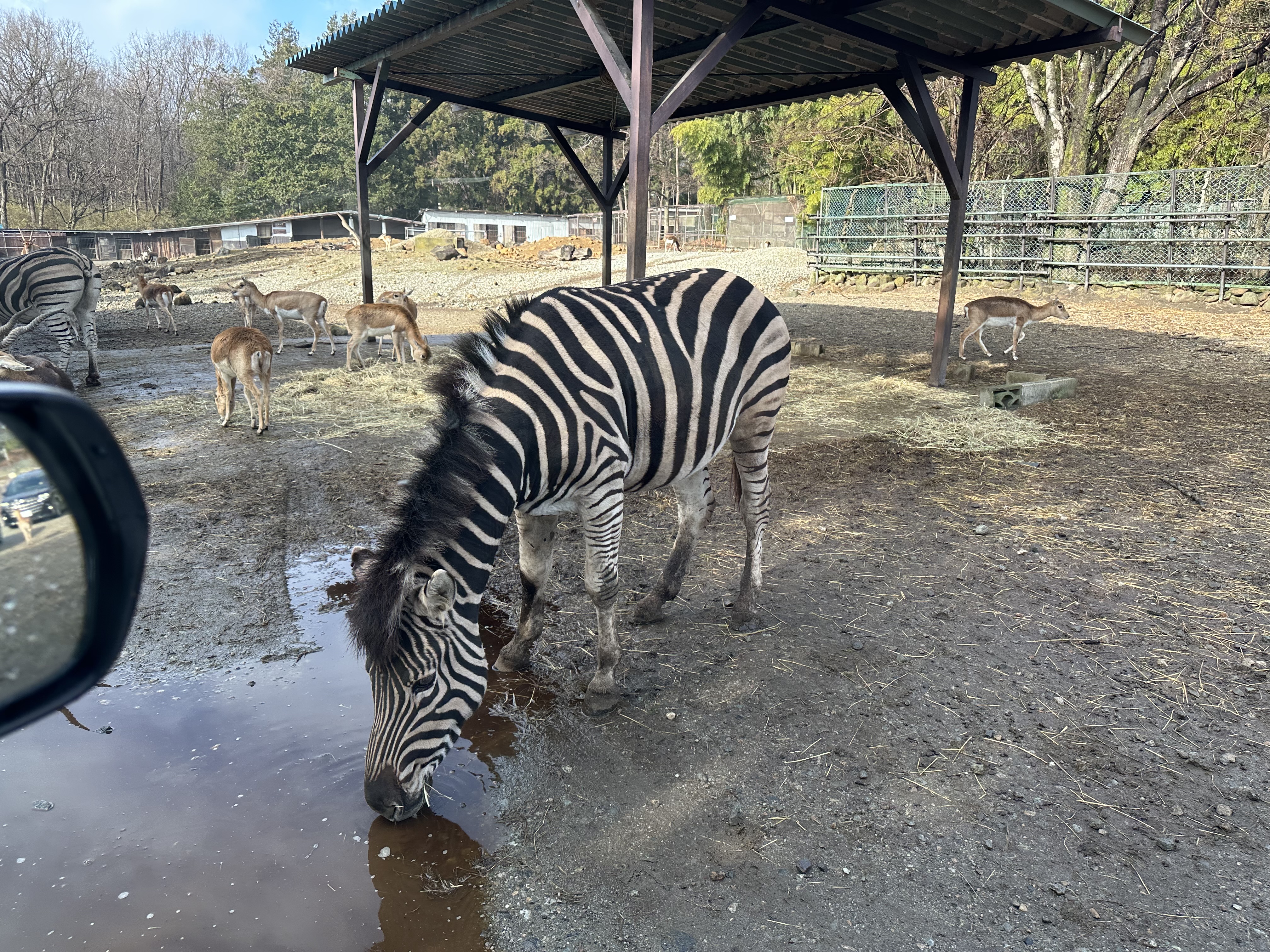 那須サファリパーク 9