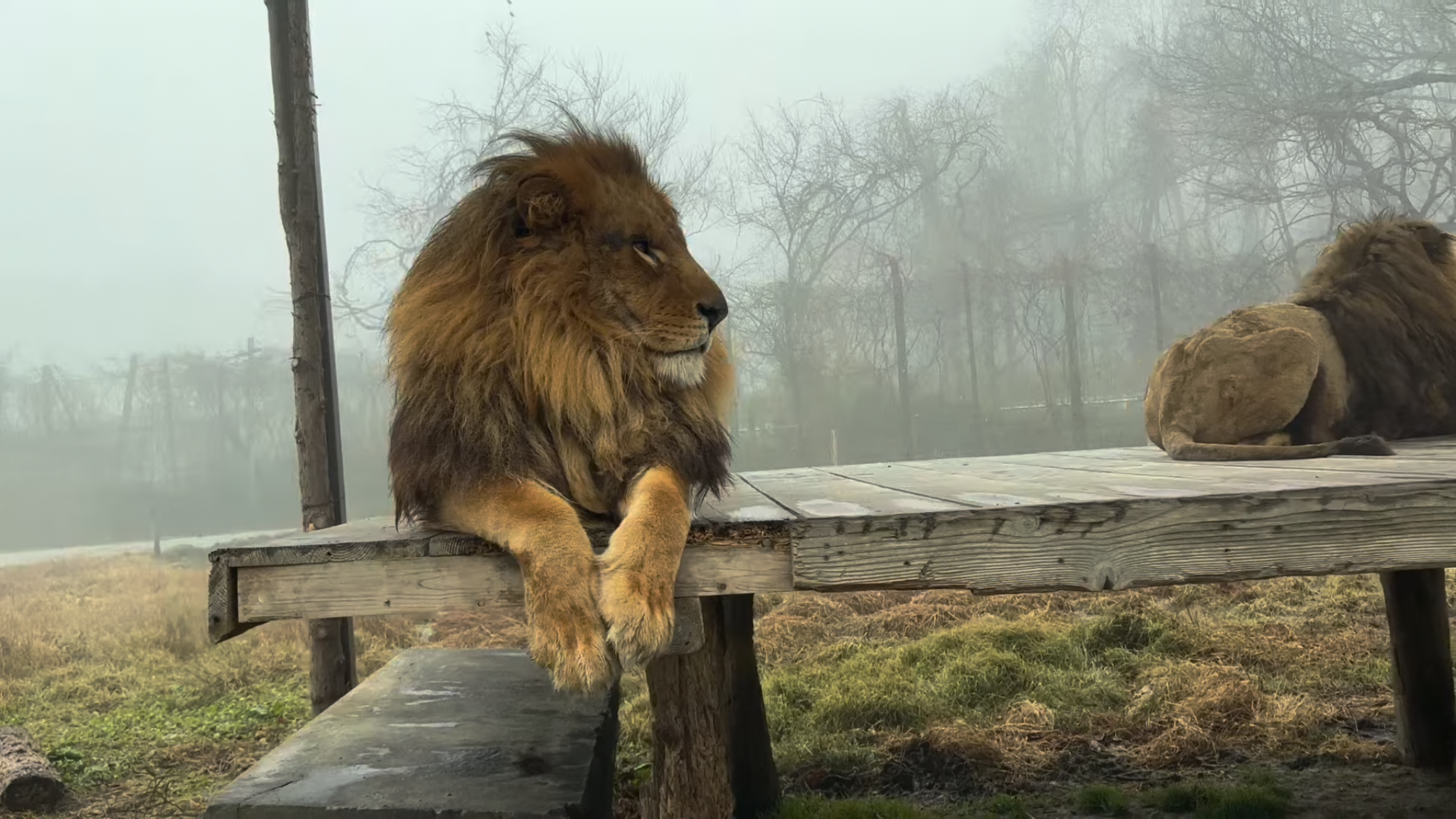 那須サファリパーク 1